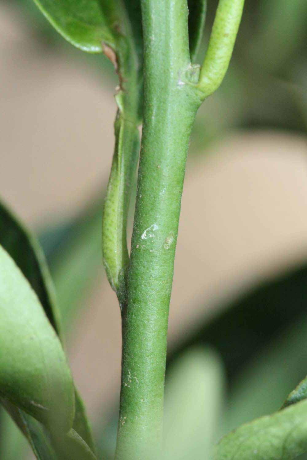            First year twig (Riverside, CA)   